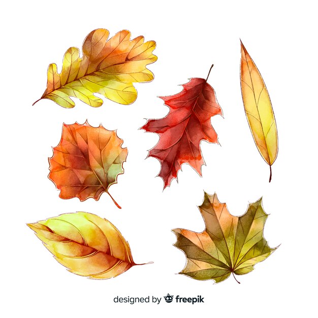 Watercolor style autumn leaves collection