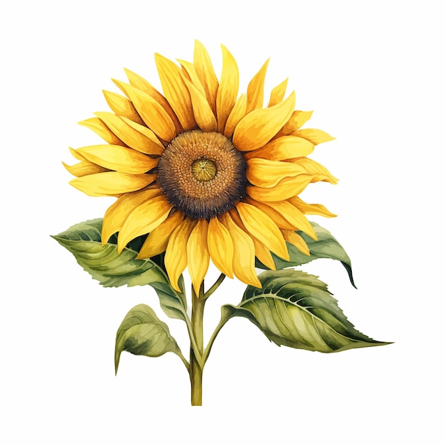 Watercolor sunflower floral on white background