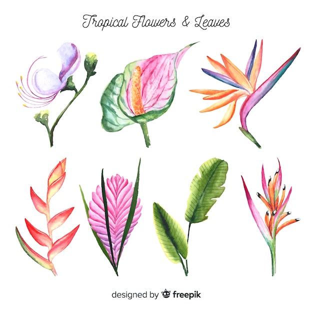 Watercolor tropical flowers and leaves pack