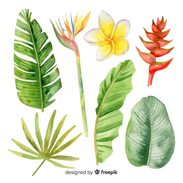 Watercolor tropical flowers and leaves