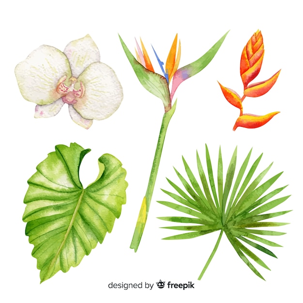 Watercolor tropical flowers and leaves