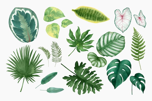 Watercolor Tropical Leaf Set Illustration