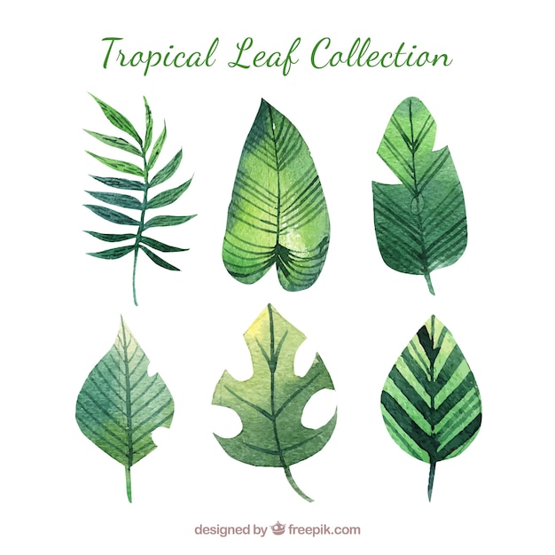 Watercolor tropical leaves collection