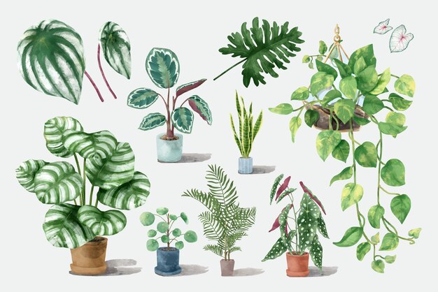 Watercolor tropical plant set illustration