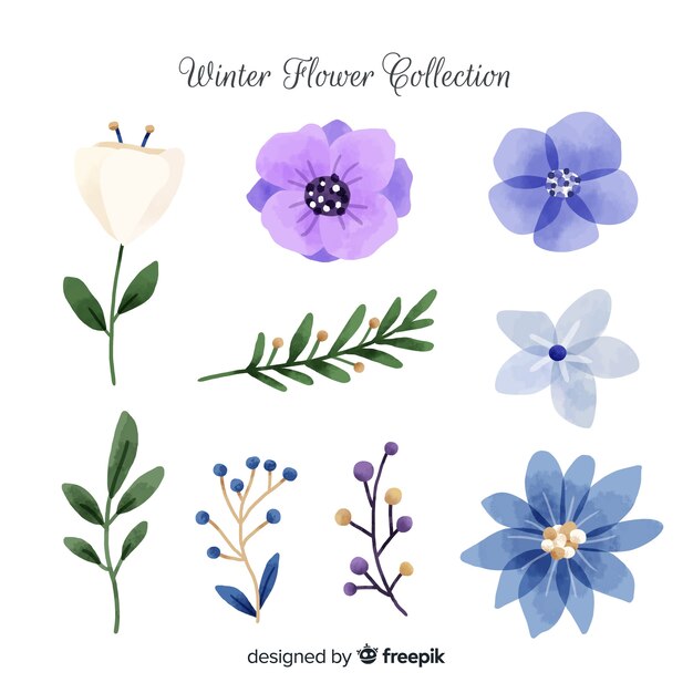 Watercolor winter flower collection