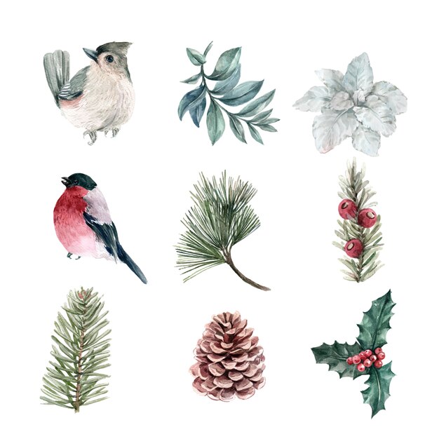 Watercolor winter plants and bird collection