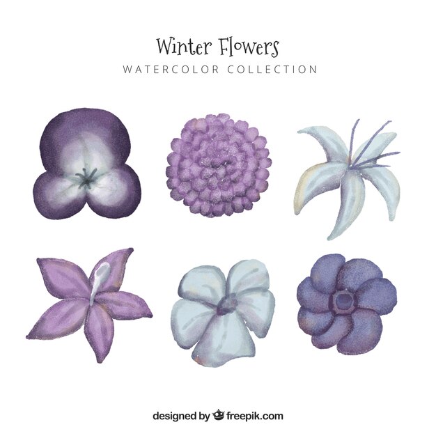 Watercolour collection of purple winter flowers