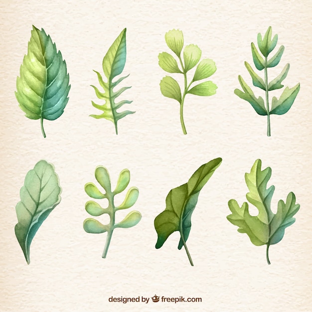 Free vector watercolour leaf collection