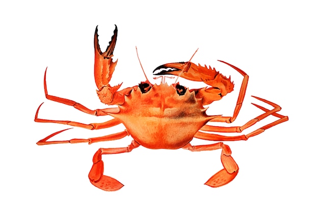 Free vector west african brachyuran crab