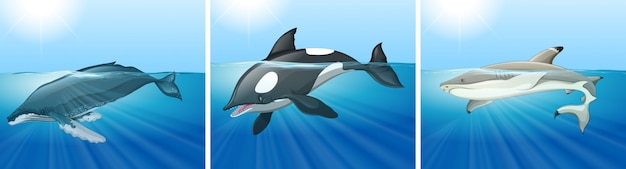 Free vector whale and shark in the ocean