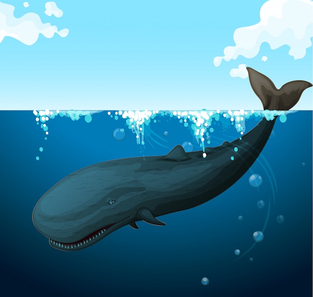 Whale swimming under the sea