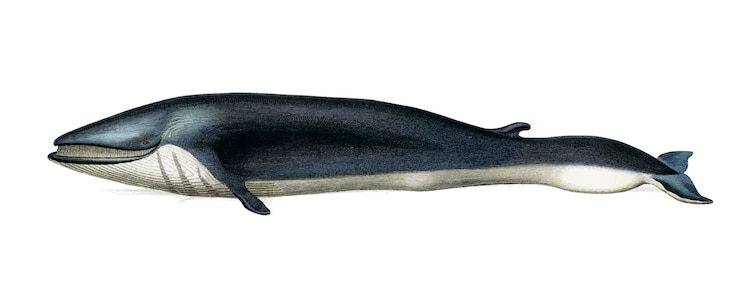 Free Vector whale 