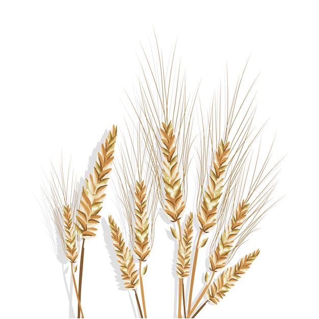 Free vector wheat branches design