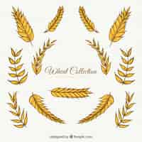 Free vector wheat collection in hand drawn style