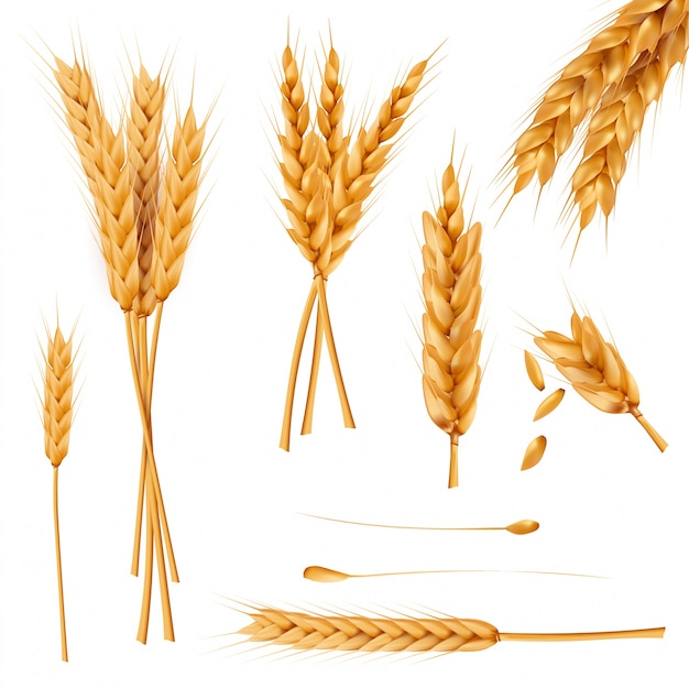 Free vector wheat ears and seeds realistic vectors collection