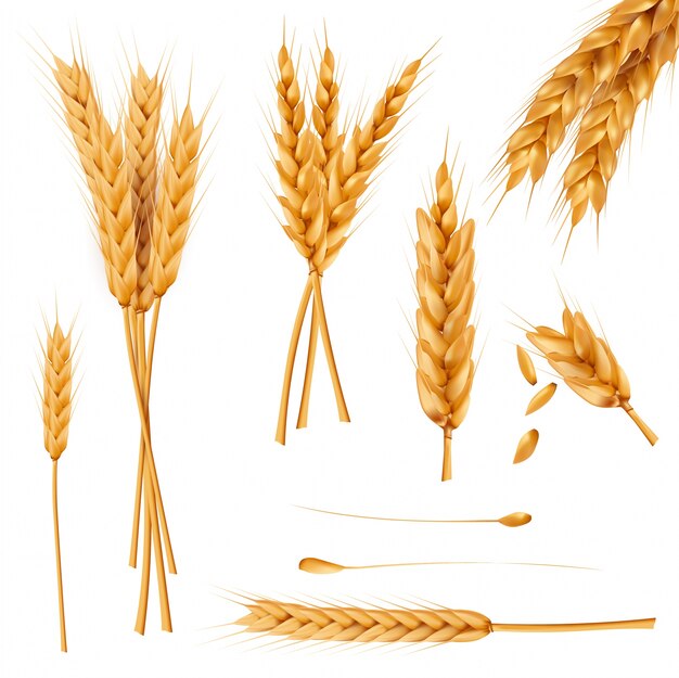 Wheat ears and seeds realistic vectors collection