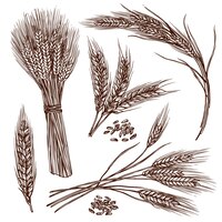 Бесплатное векторное изображение Набор эскизов пшеницы