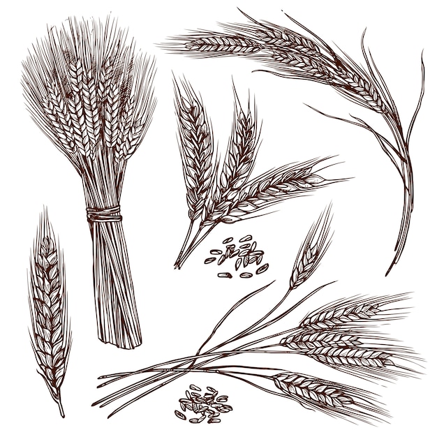 Wheat Sketch Set