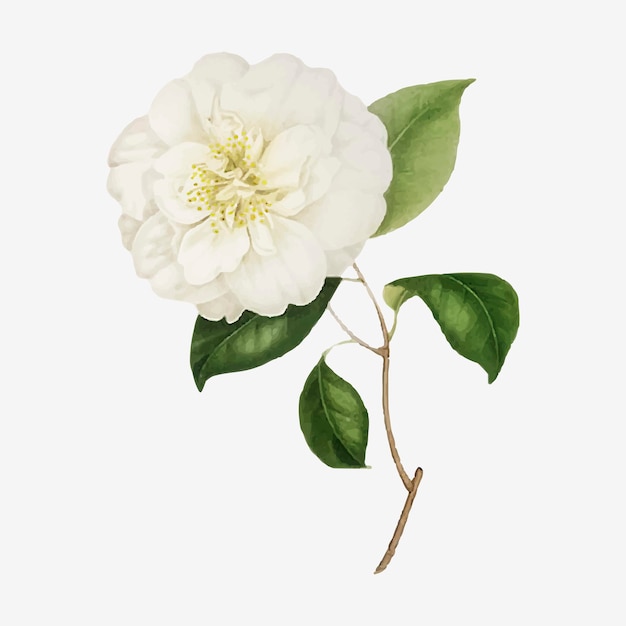 Белая роза камелия цветок