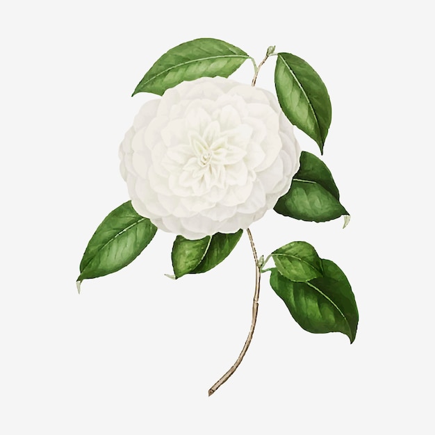 無料ベクター 白椿のバラの花
