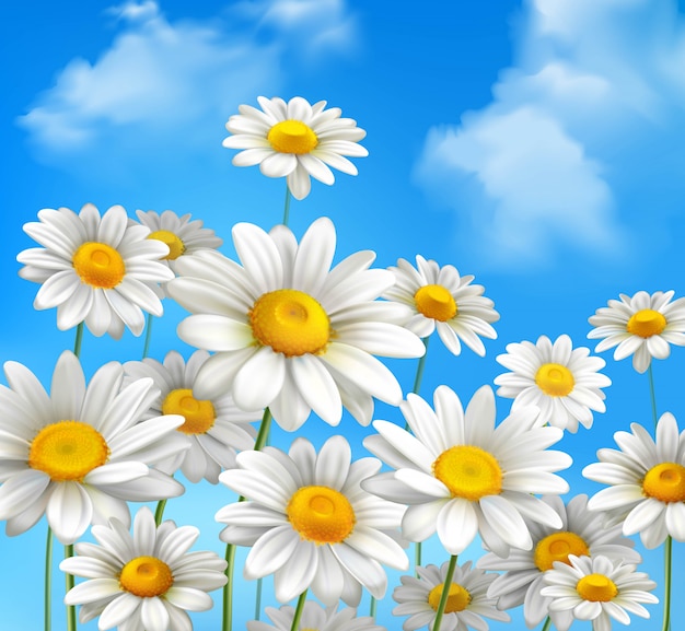 白いデイジーカモミールの花