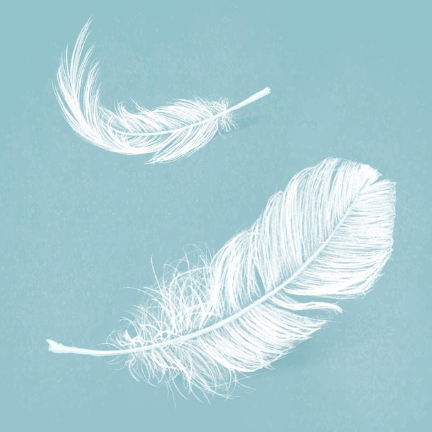 White Feather Vector Graphic In Blue Background