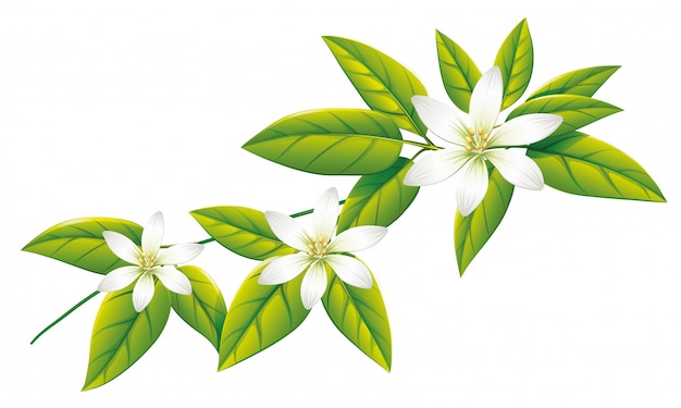 Белые цветы на зеленых листьях