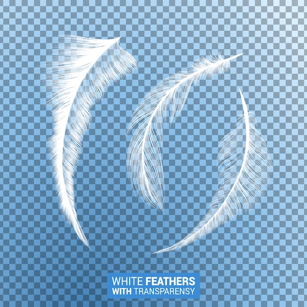 Bird Feathers Images - Free Download on Freepik