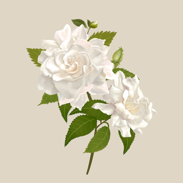 Белые цветы гардении