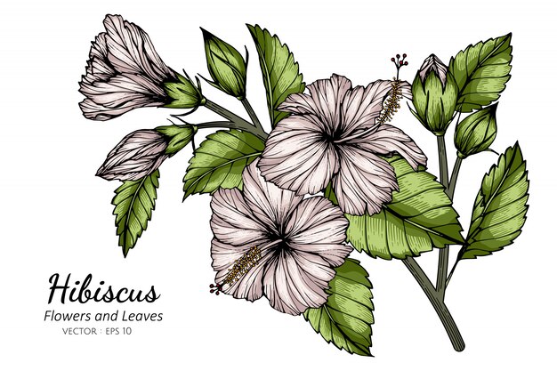 オレンジ色のハイビスカスの花と葉のイラストを描く プレミアムベクター