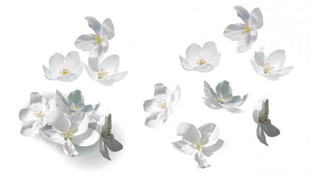 Free vector white jasmine flowers flying, falling and in heap