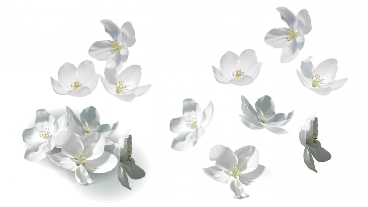無料Vector 白いジャスミンの花が飛んで、落ちて、ヒープ内