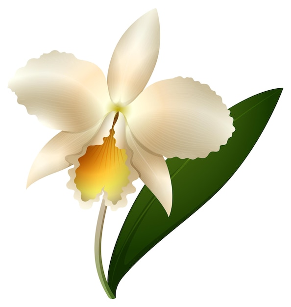 Vettore gratuito orchidea bianca su sfondo bianco