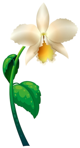 Бесплатное векторное изображение Белая орхидея с зеленым стеблем