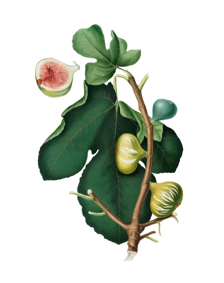 Free Vector white-peel fig from pomona italiana illustration