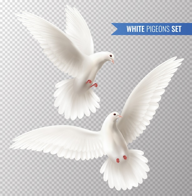 Набор белых голубей Бесплатные векторы