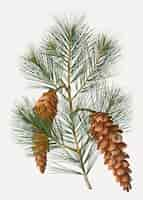 Free vector white pine tree