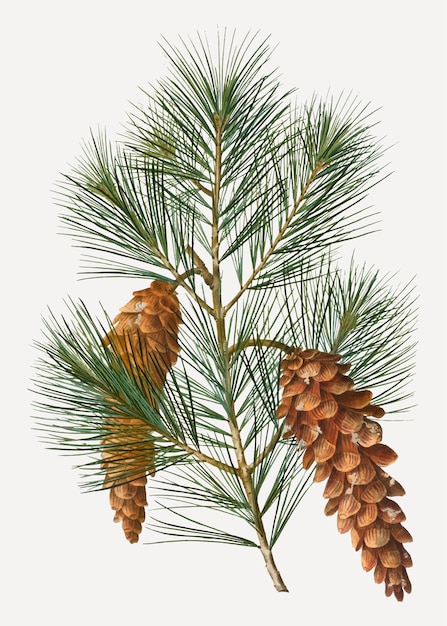 White pine tree