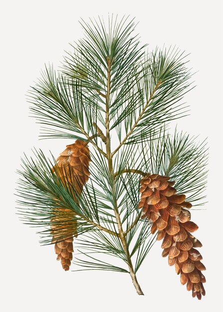 White pine tree