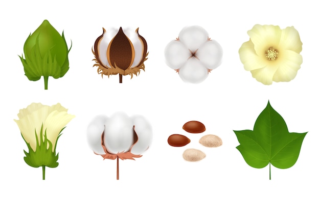 白の現実的な3 dコットンセットホワイトの成長花のステップ
