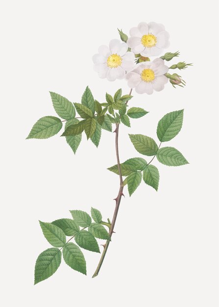 Белая роза Коллина Роза