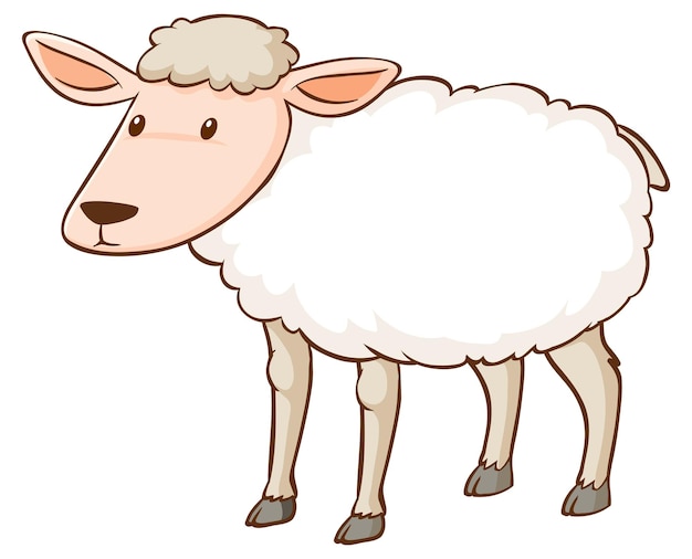 White sheep standing on white background