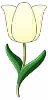 Бесплатное векторное изображение Белый тюльпан с зелеными листьями