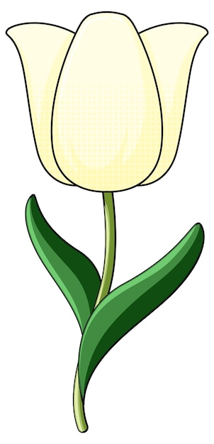 White tulip with green leaves