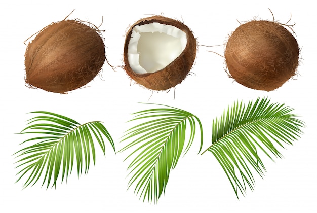 Free vector whole and broken coco nut with green palm leaves