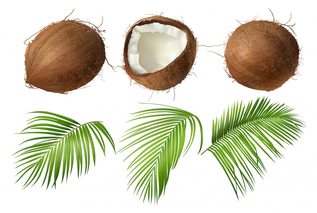 Noce di cocco intera e spezzata con foglie di palma verdi