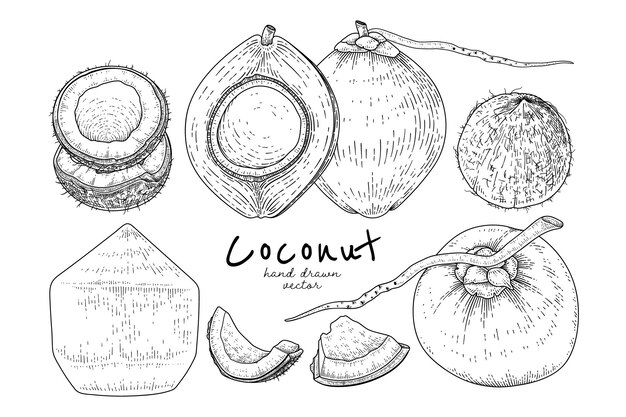 Целая половина оболочки и мясо кокоса рисованной рисованной эскиз в стиле ретро