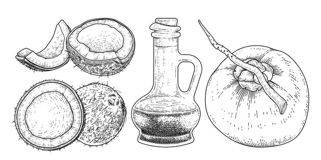코코넛 손으로 그린 벡터 복고풍 그림의 전체 반 껍질 고기와 기름