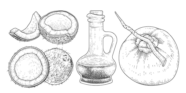 ココナッツ手描きベクトルレトロイラストの全体の半分の殻の肉と油