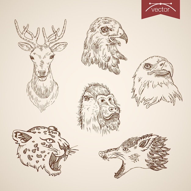Free vector wild animal bird icon set. engraving style pen pencil crosshatch hatching paper painting retro vintage  lineart illustration.